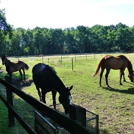 Grosse Ferienwohnung, Auf Bauernhof Mit Ponys Und Pferden, Laendlich Und Ruhig, Naehe Duemmer *