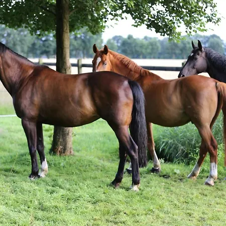 דירה Grosse Ferienwohnung, Auf Bauernhof Mit Ponys Und Pferden, Laendlich Und Ruhig, Naehe Duemmer Holdorf
