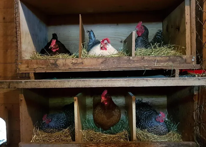 Apartamento Große Ferienwohnung, Auf Bauernhof Mit Ponys Und Pferden, Ländlich Und Ruhig, Nähe Dümmer Holdorf